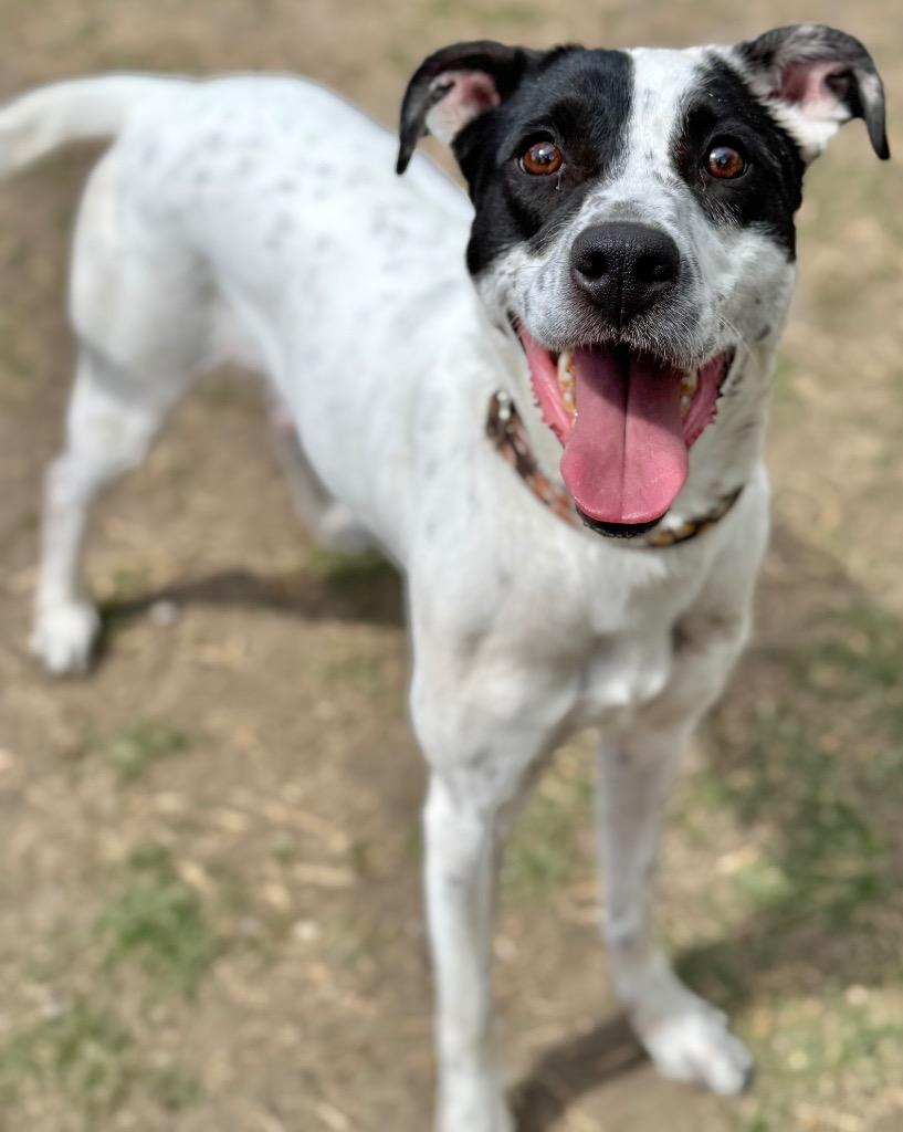 Enlarge Delilah, a Adoptable Terrier in Great Bend, KS image 2/4