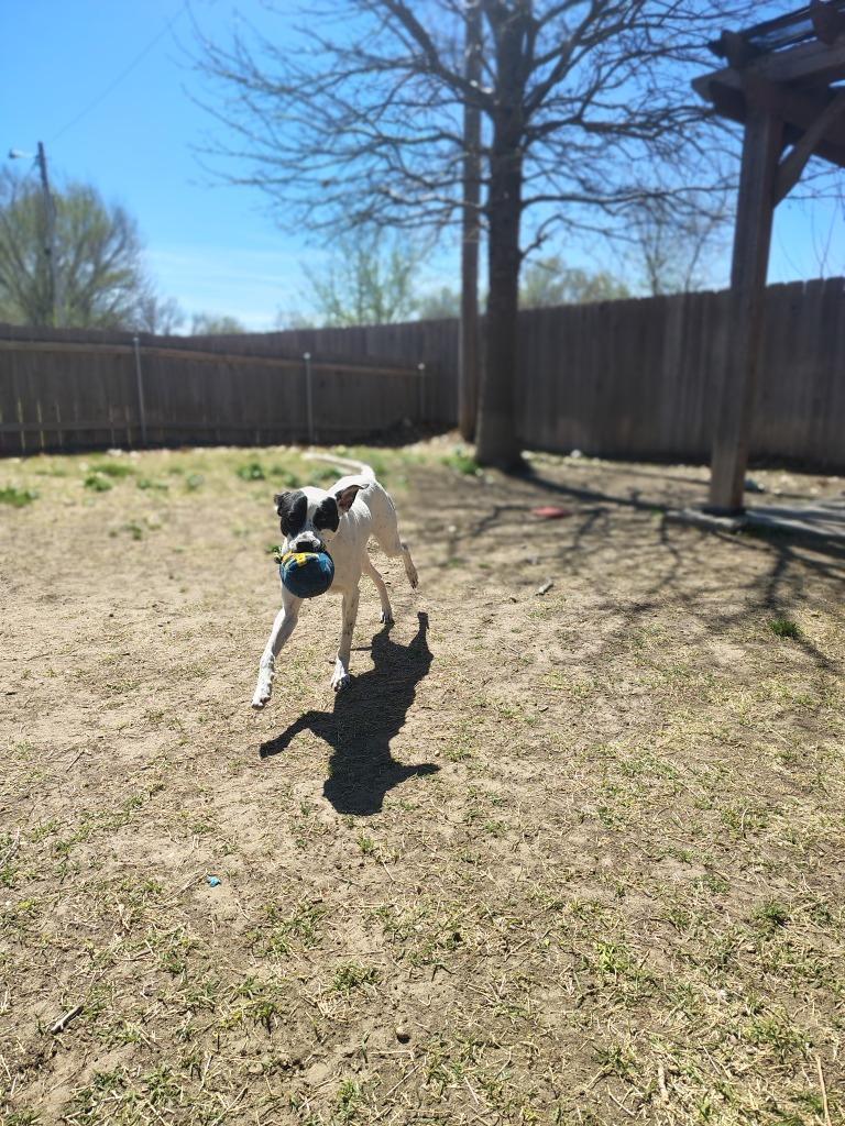 Enlarge Delilah, a Adoptable Terrier in Great Bend, KS image 2/4