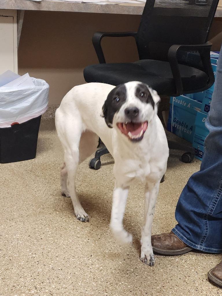 Enlarge Delilah, a Adoptable Terrier in Great Bend, KS image 3/4