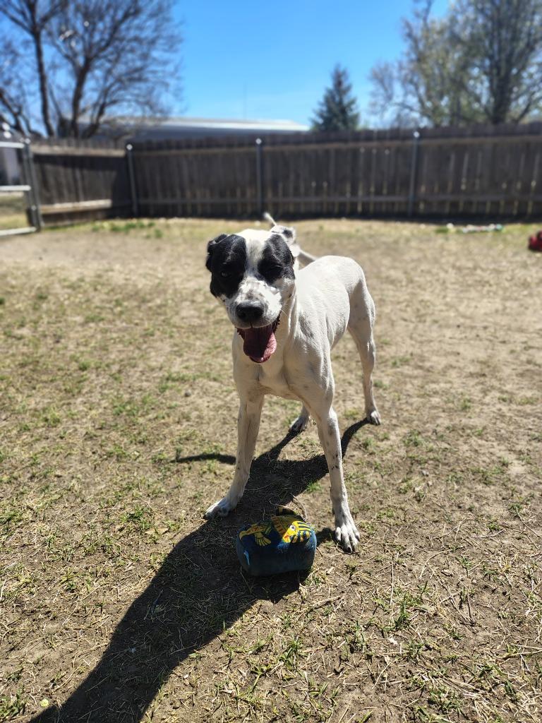 Enlarge Delilah, a Adoptable Terrier in Great Bend, KS image 4/4