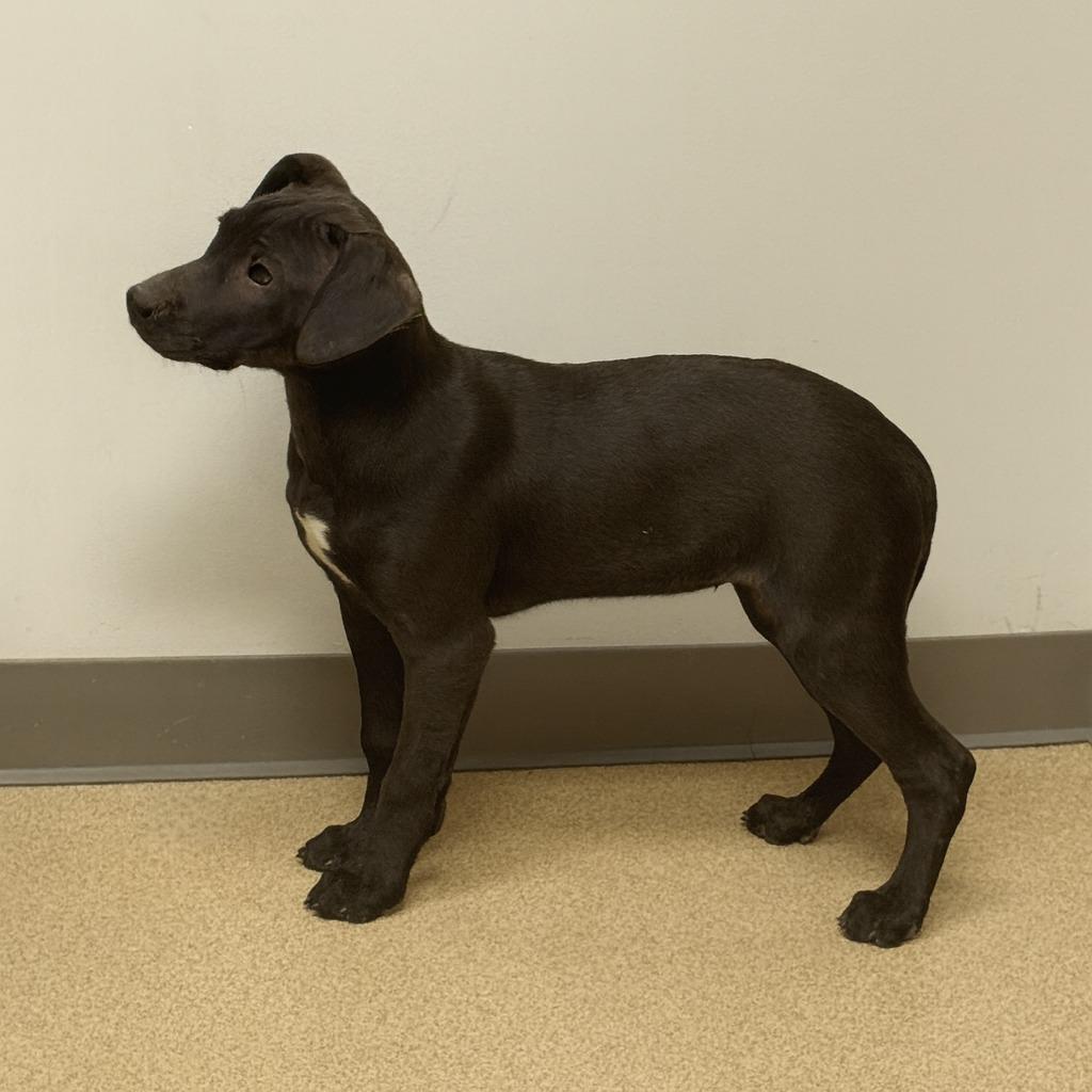 Enlarge Izzy, a Adoptable mixed breed in Brenham, TX image 2/6