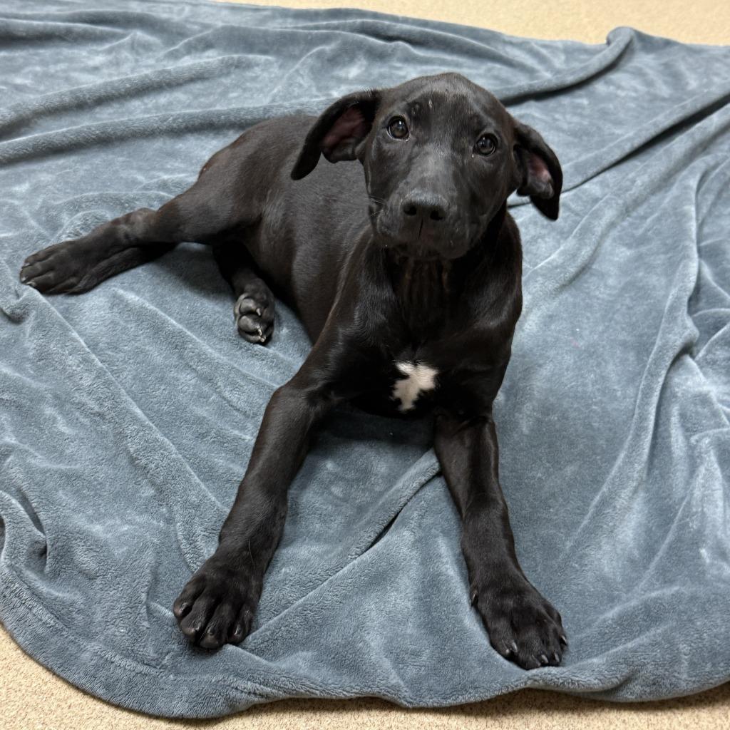 Enlarge Izzy, a Adoptable mixed breed in Brenham, TX image 3/6