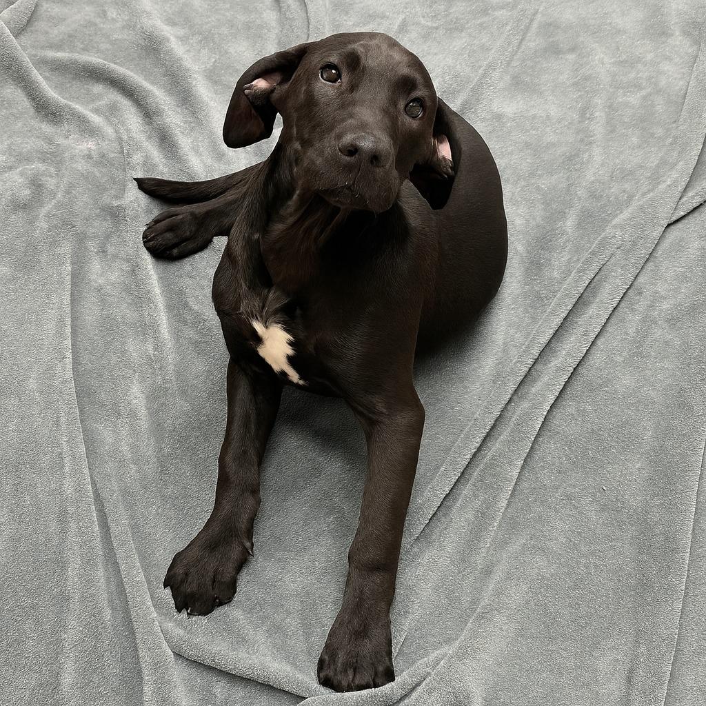 Enlarge Izzy, a Adoptable mixed breed in Brenham, TX image 4/6