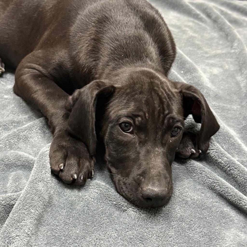 Enlarge Izzy, a Adoptable mixed breed in Brenham, TX image 5/6