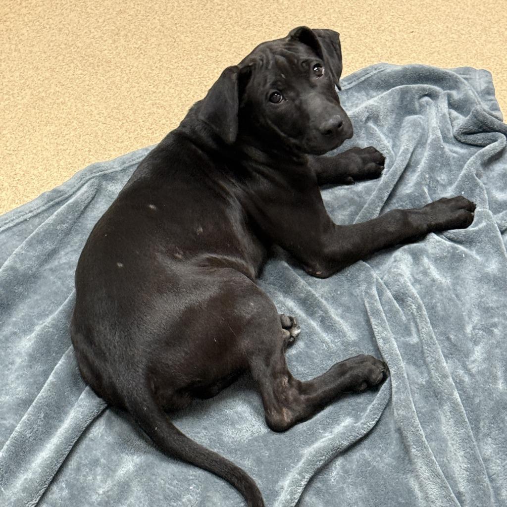 Enlarge Izzy, a Adoptable mixed breed in Brenham, TX image 6/6