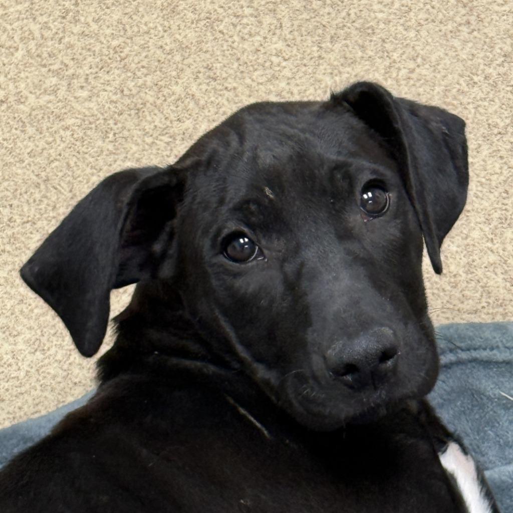 Enlarge Izzy, a Adoptable mixed breed in Brenham, TX image 1/6