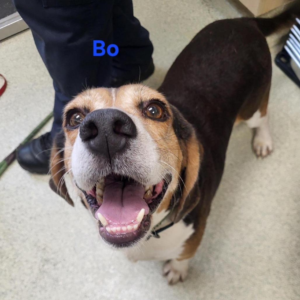 Enlarge Bo, a Adoptable Beagle in Windsor, VA image 1/1