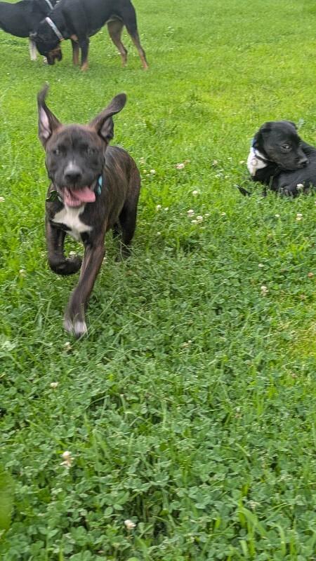 Ulysses, Adoptable, Puppy Male Pit Bull Terrier & Mixed Breed.