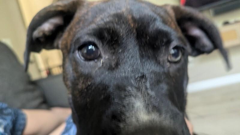 Ulysses, a Adoptable mixed breed in Fort Collins, CO image 2/6
