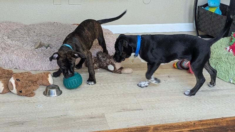 Ulysses, a Adoptable mixed breed in Fort Collins, CO image 3/6