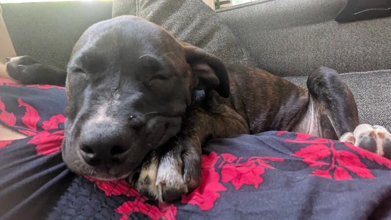 Ulysses, a Adoptable mixed breed in Fort Collins, CO image 5/6