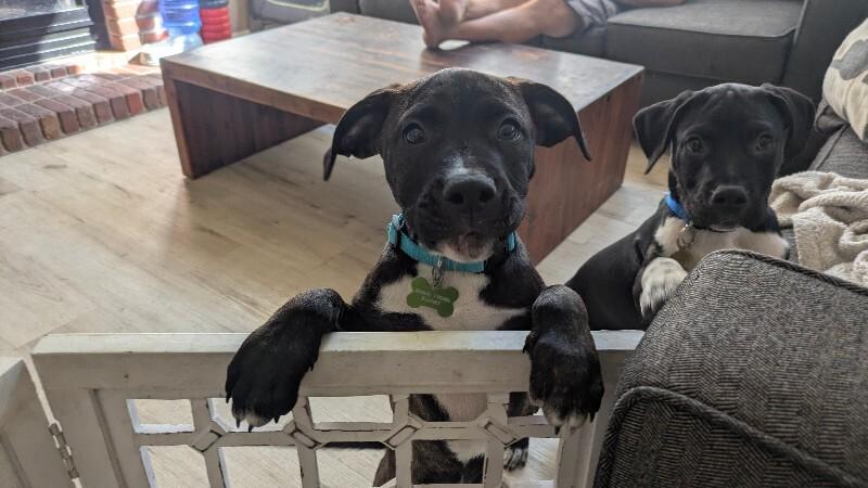 Ulysses, a Adoptable mixed breed in Fort Collins, CO image 6/6