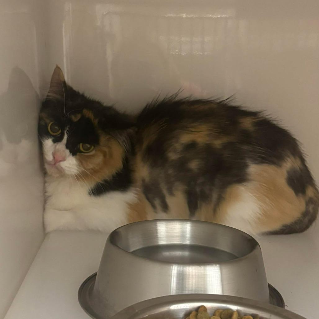 Enlarge Latte, a Adoptable Domestic Medium Hair in Rocky Mount, VA image 2/2