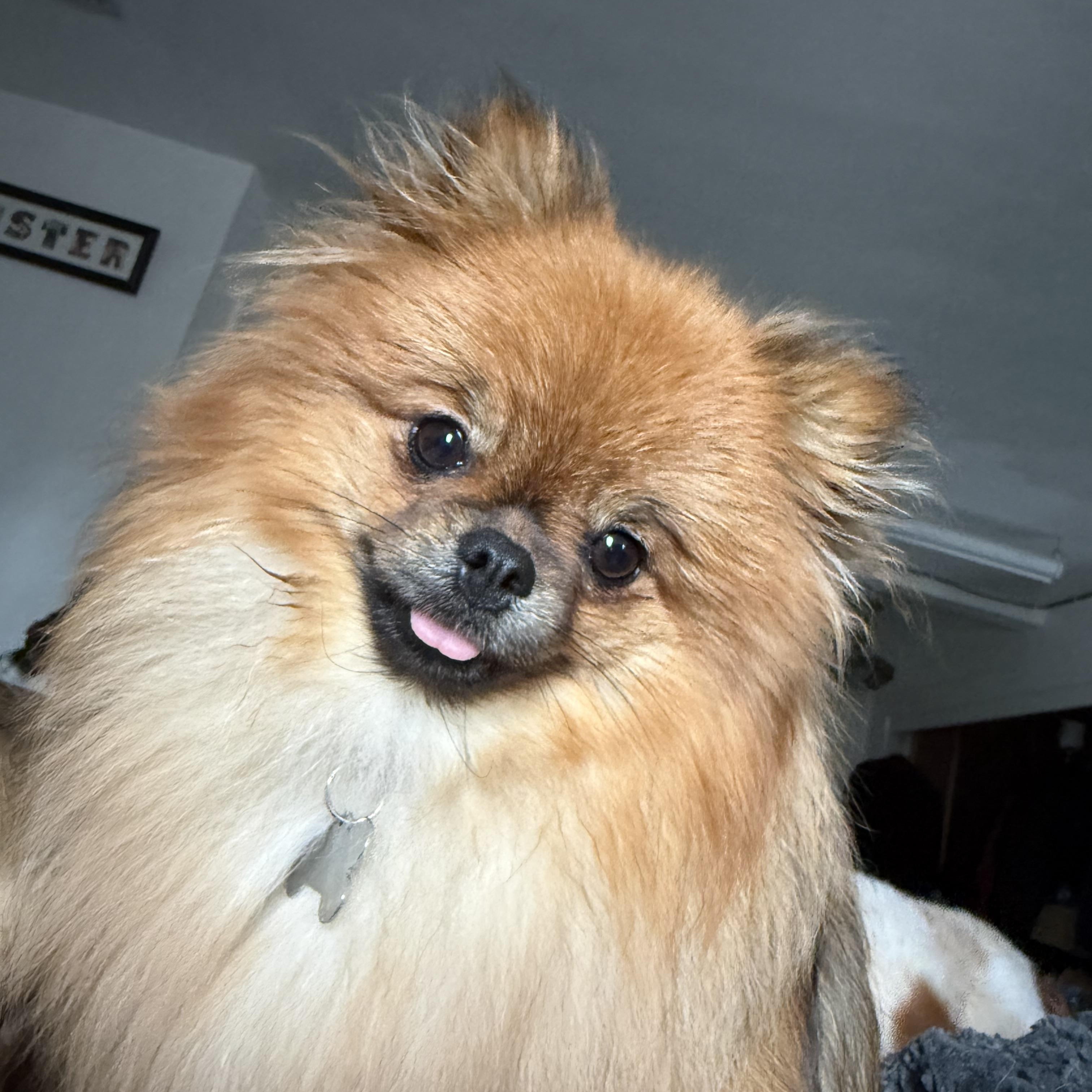 Enlarge Chai, an adopted Pomeranian in Tomkins Cove, NY image 2/4