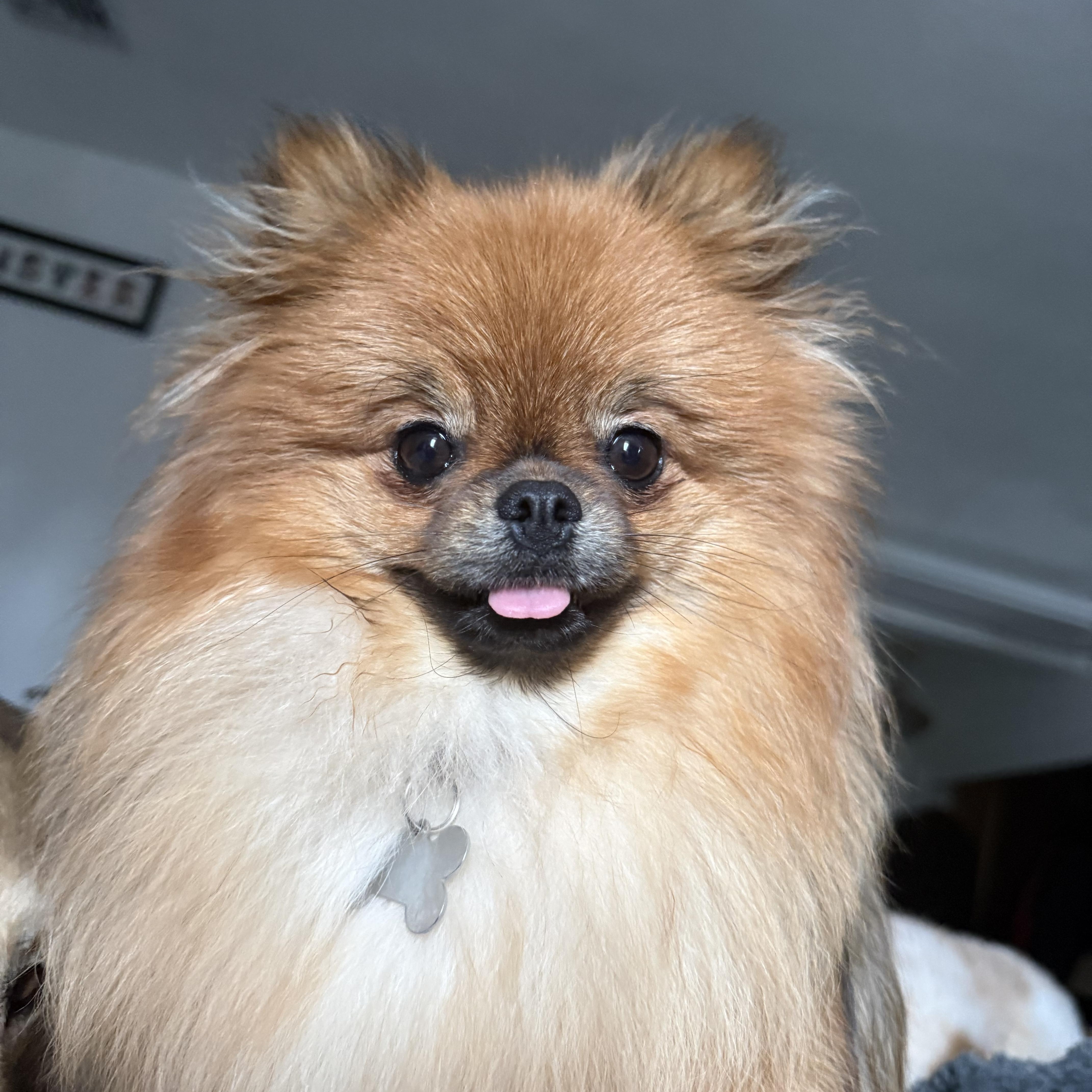 Chai, adopted, Adult Female Pomeranian.