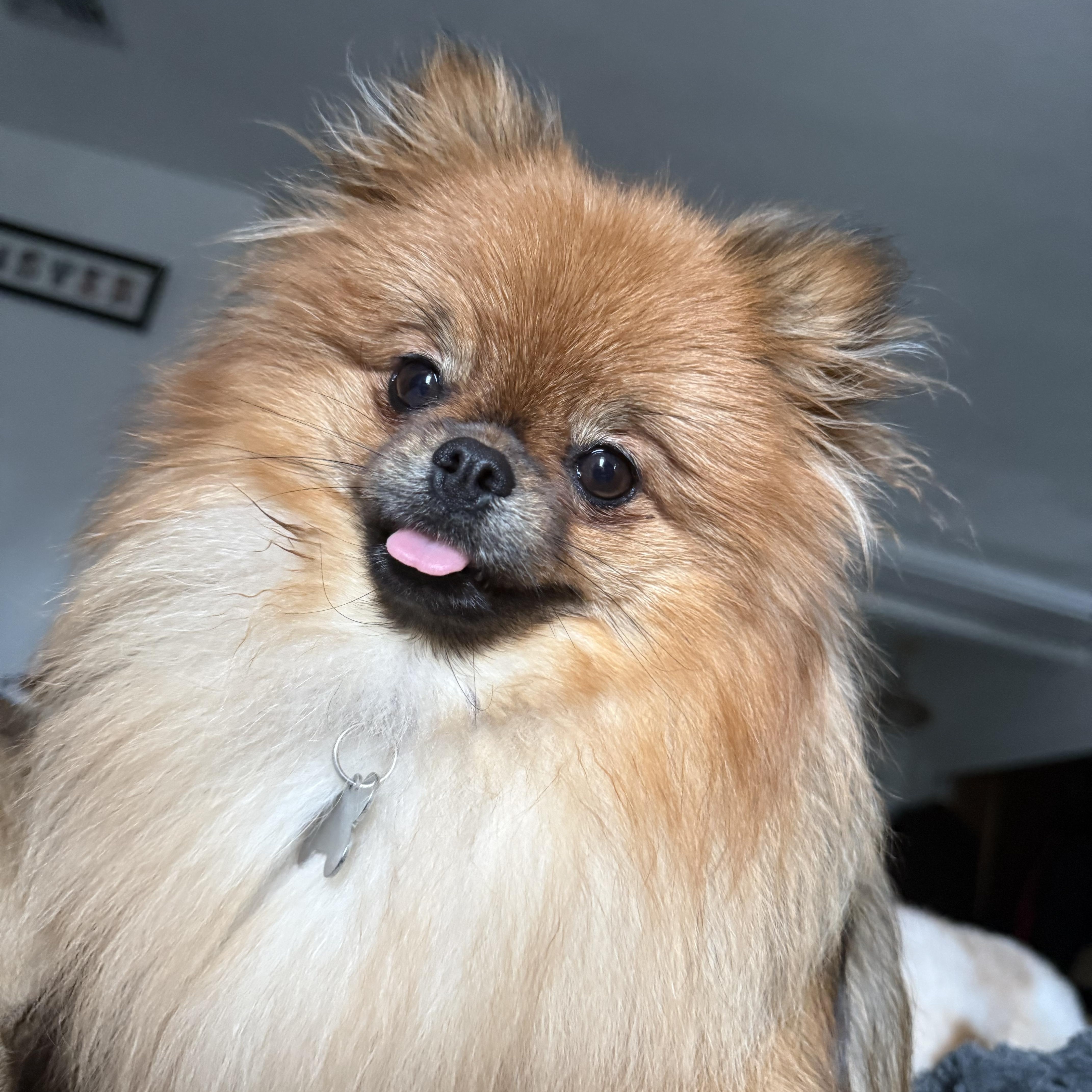 Enlarge Chai, an adopted Pomeranian in Tomkins Cove, NY image 3/4