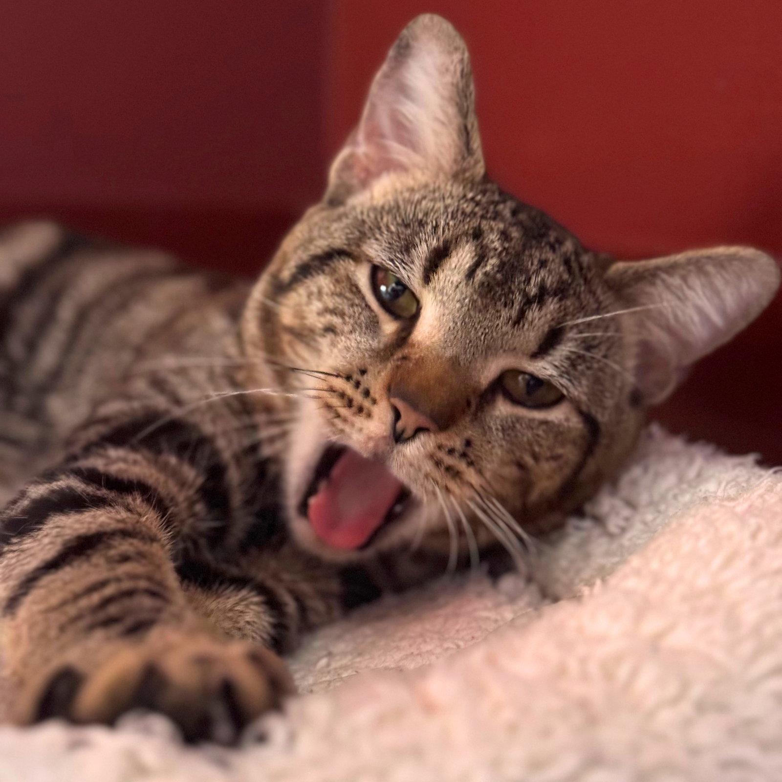 Enlarge Cat the Cat, a Adopted Domestic Short Hair in Brooklyn, NY image 1/2