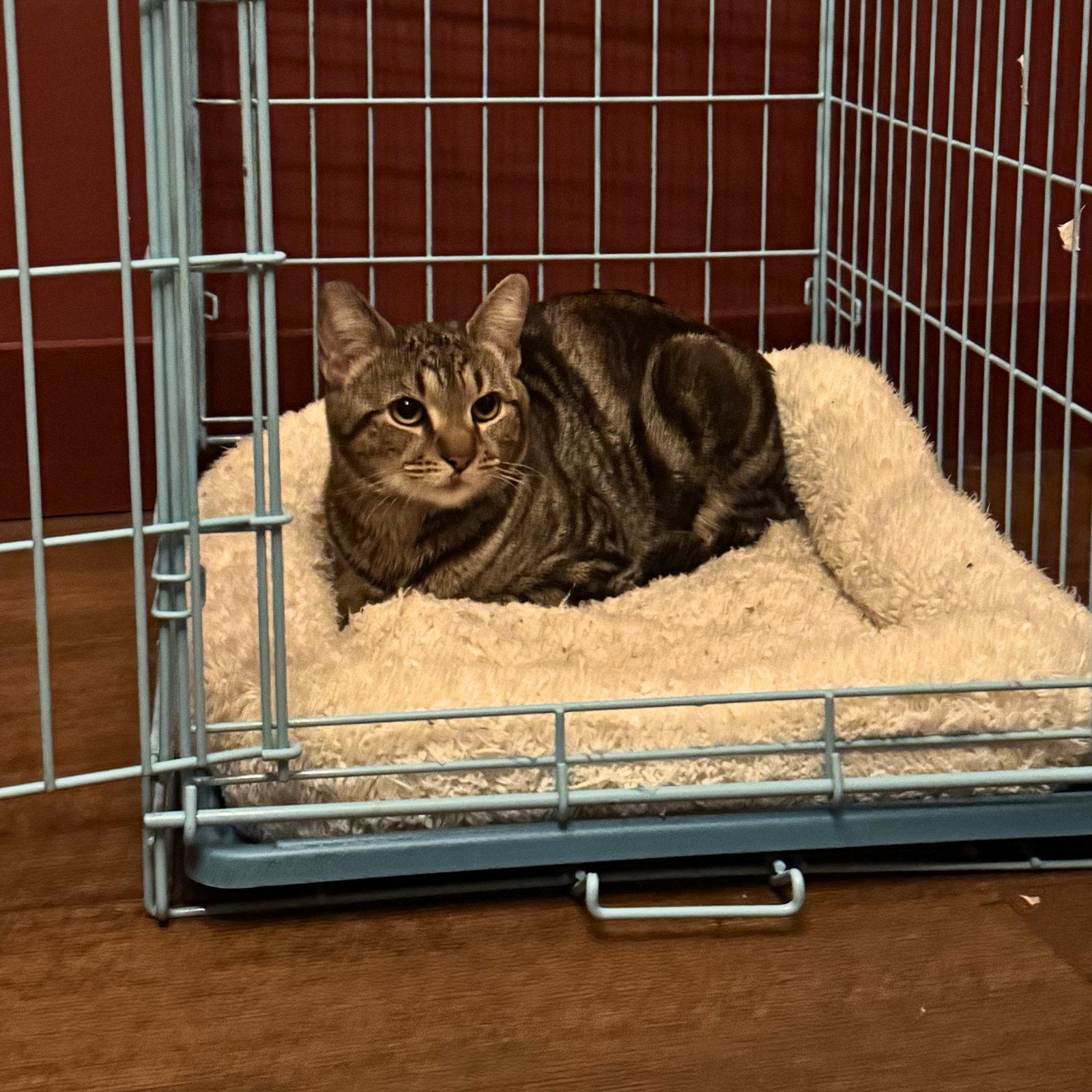 Enlarge Cat the Cat, a Adopted Domestic Short Hair in Brooklyn, NY image 2/2