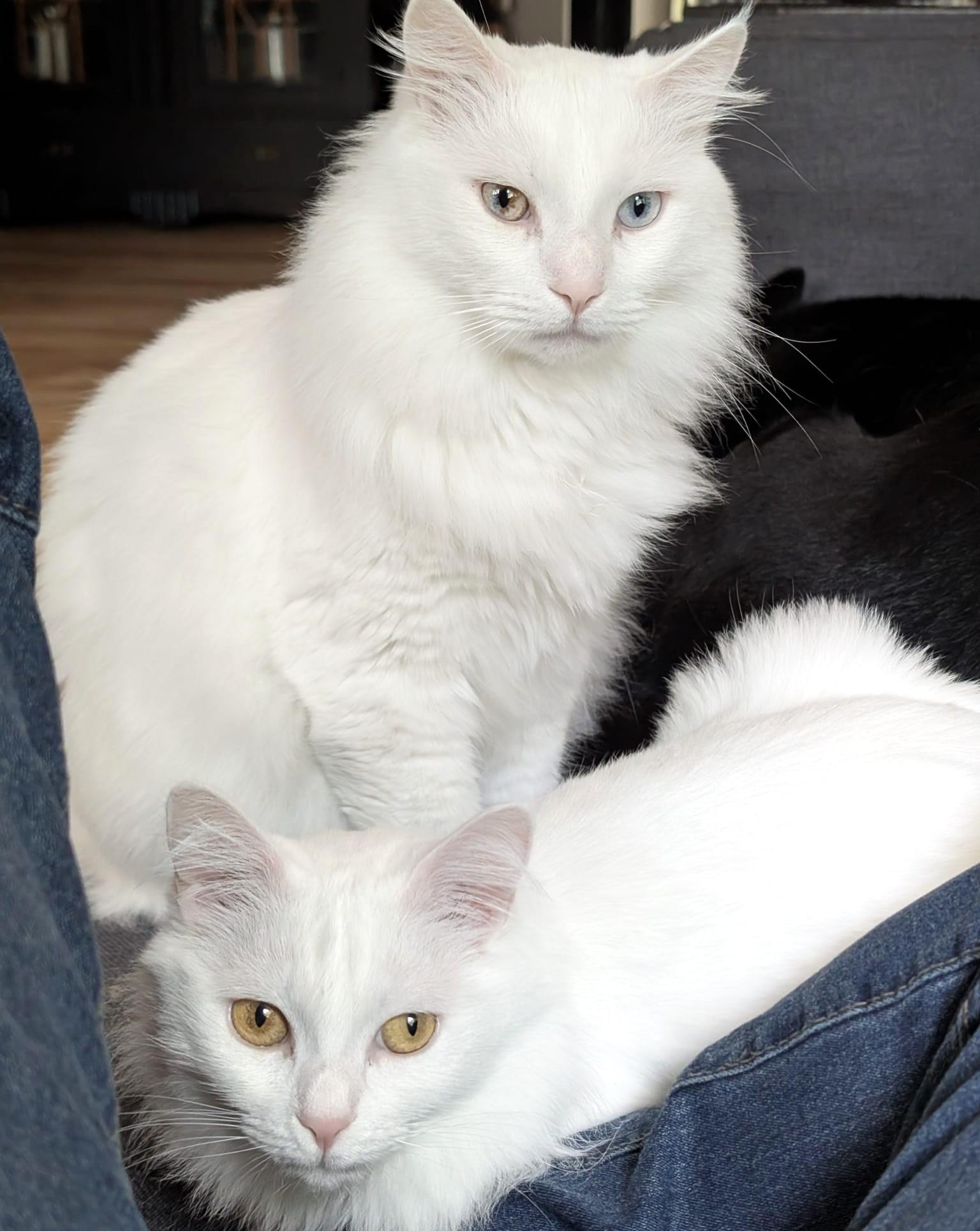 Cottonelle Siblings Silver and Velvet - foster urgently needed by 24 June 2026, Adoptable, Adult Male Turkish Angora.