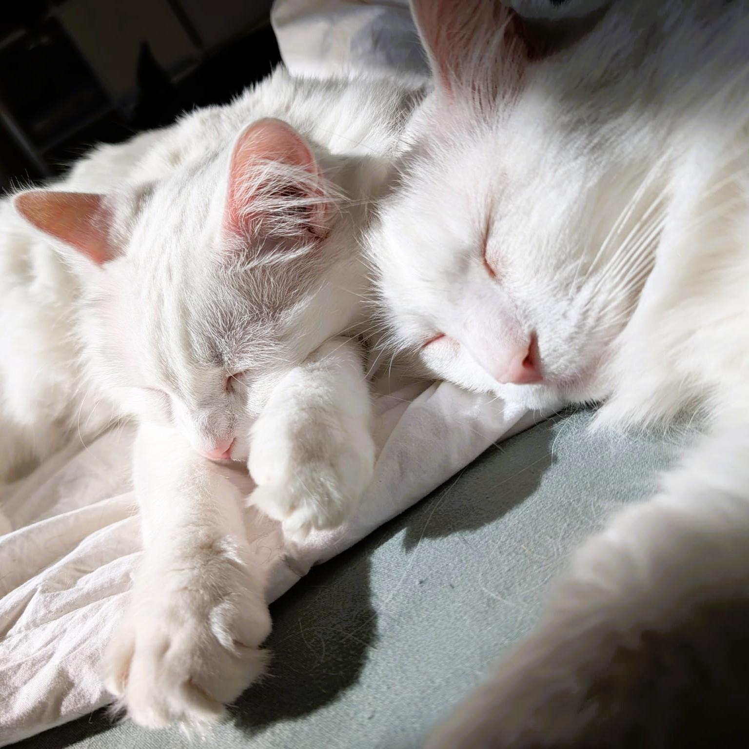 Enlarge Cottonelle Siblings Silver and Velvet, a Adoptable Turkish Angora in Mississauga, ON image 5/5