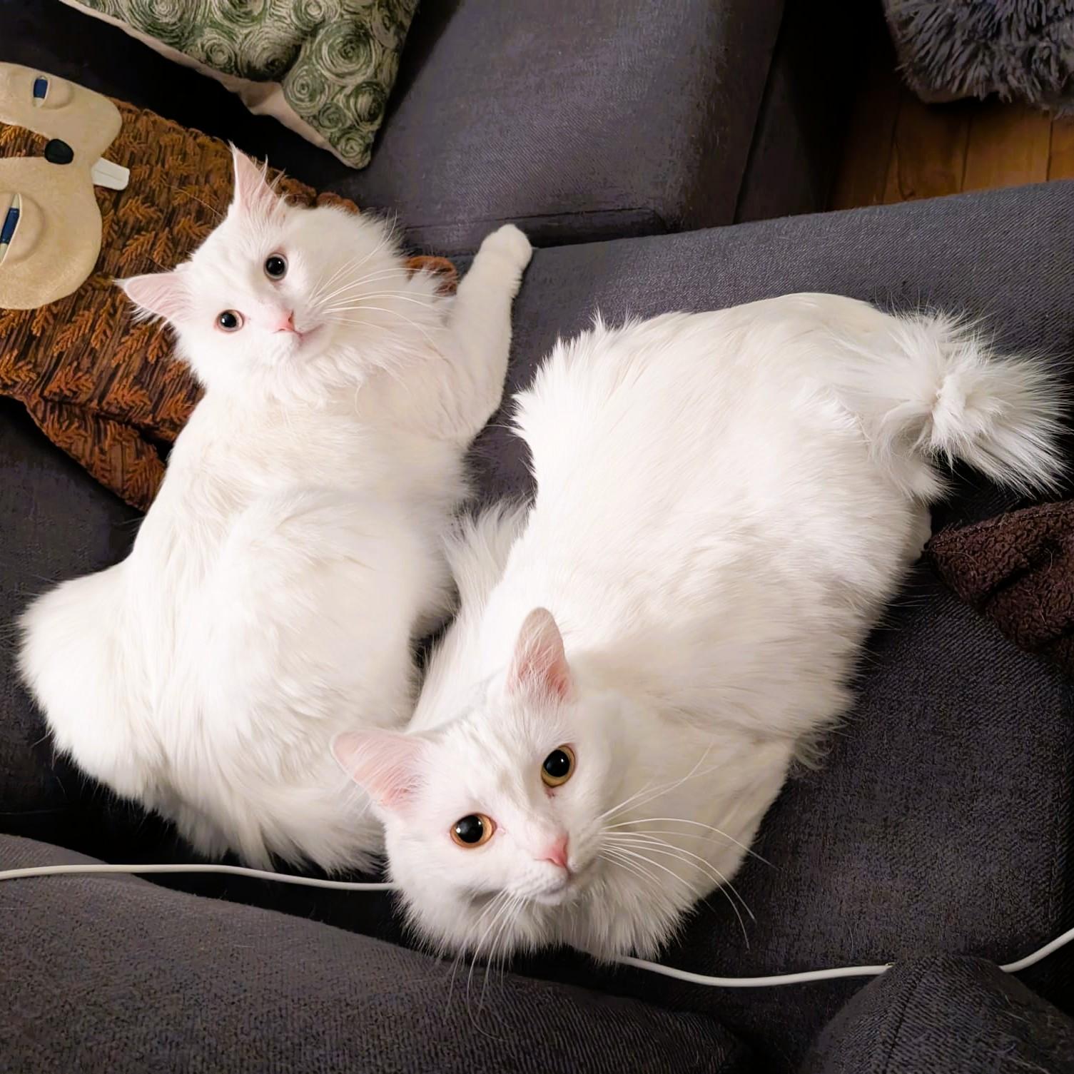 Enlarge Cottonelle Siblings Silver and Velvet, a Adoptable Turkish Angora in Mississauga, ON image 1/5