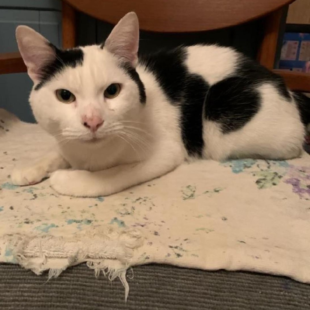 Johnnie, ADOPTABLE, Young Male Domestic Short Hair.