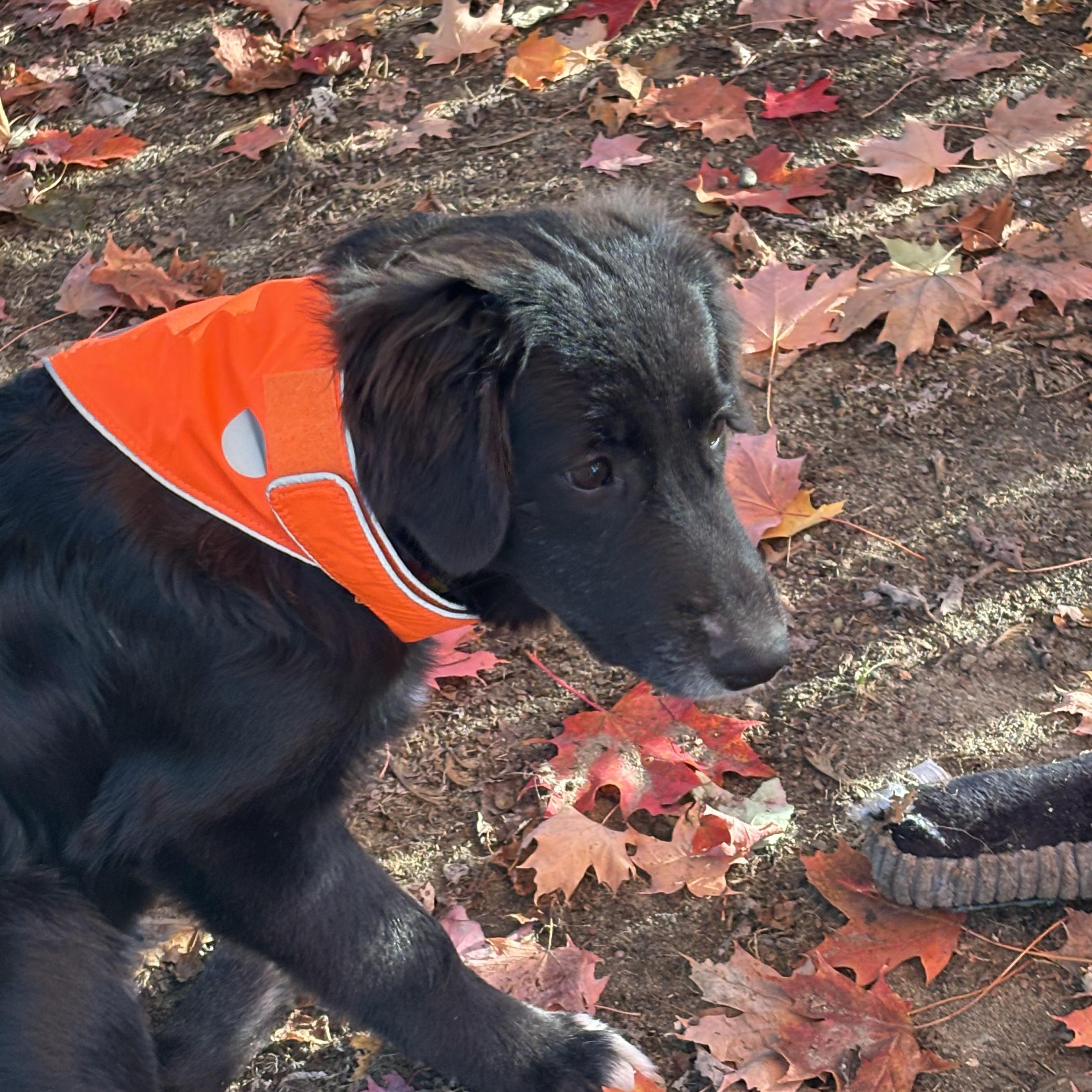 Sookie - IN Vermont !
