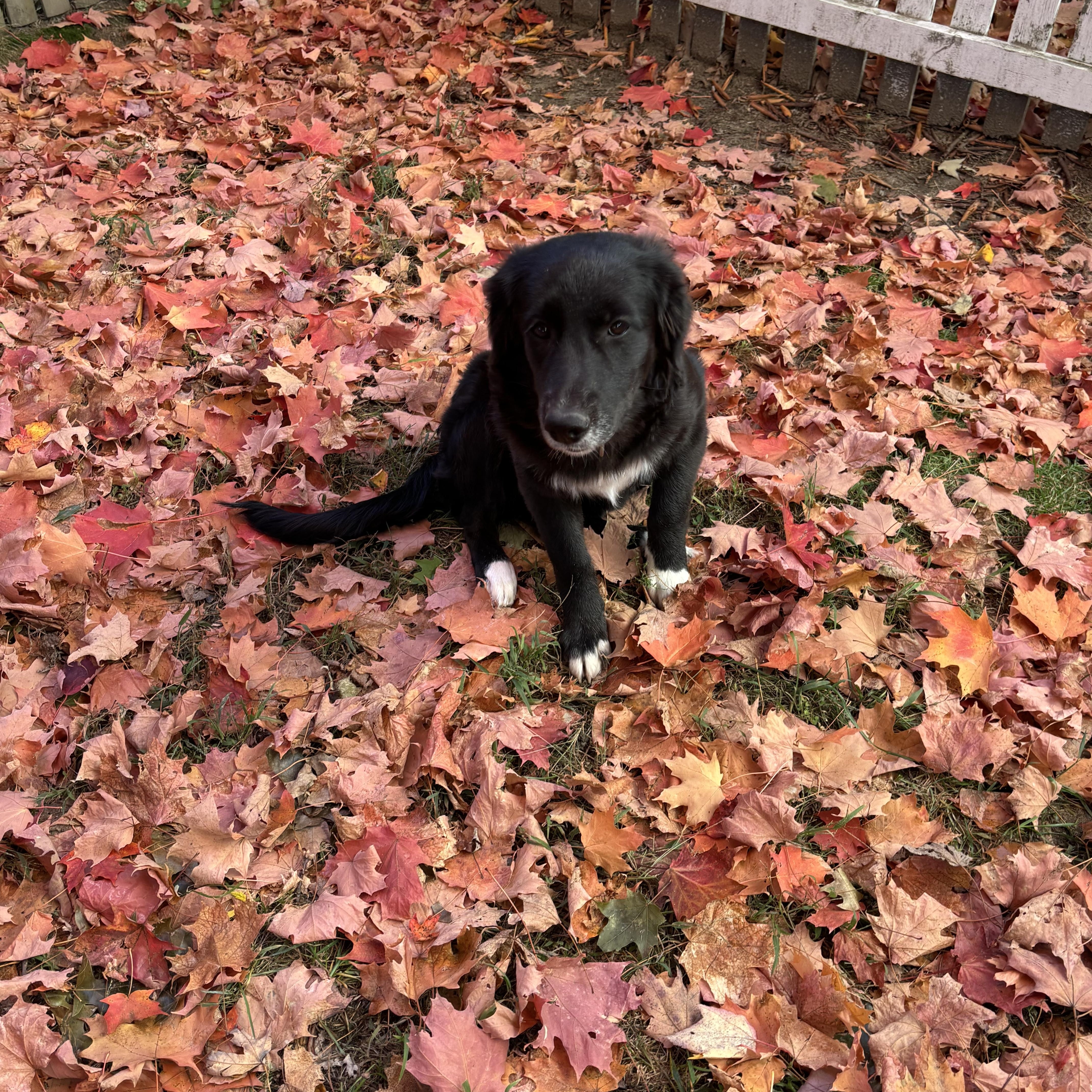 Sookie - IN Vermont !