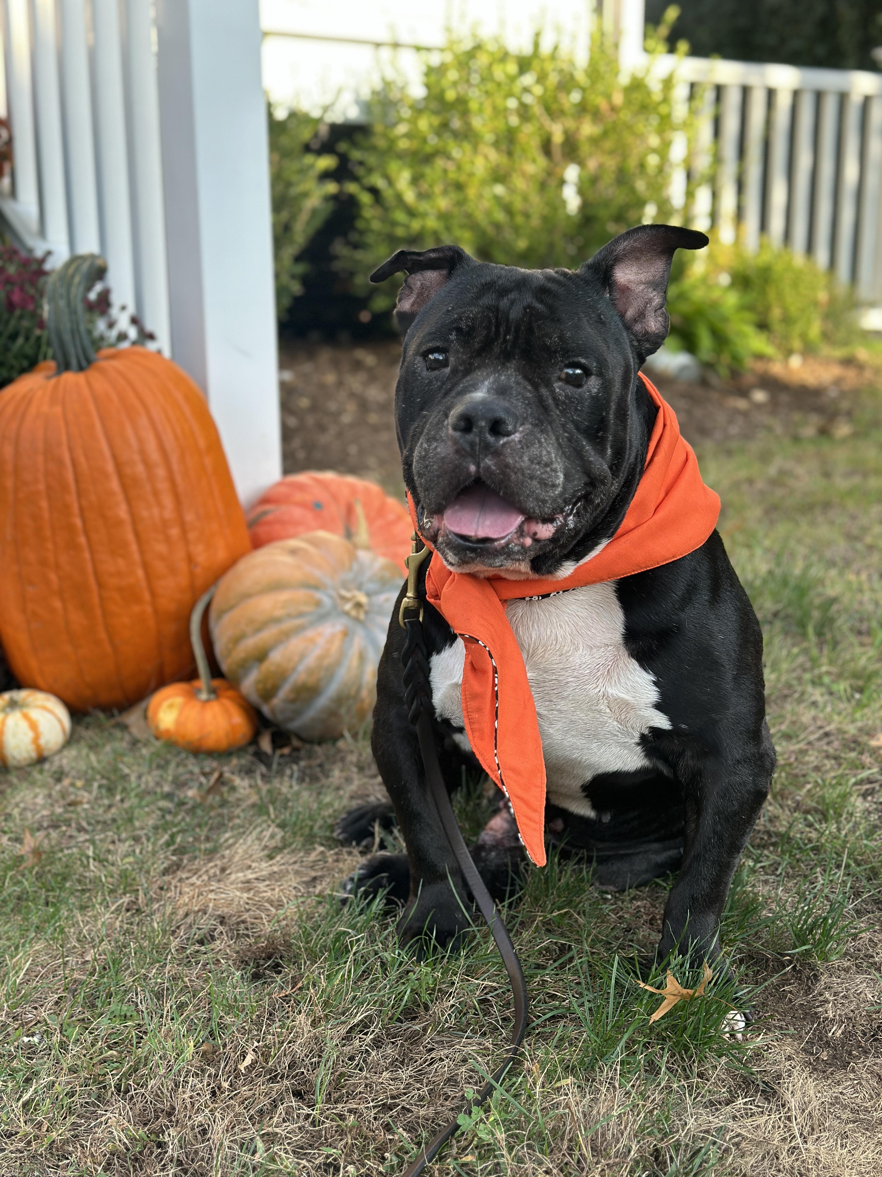 Hank, Adoptable, Senior Male American Bully & Bulldog.