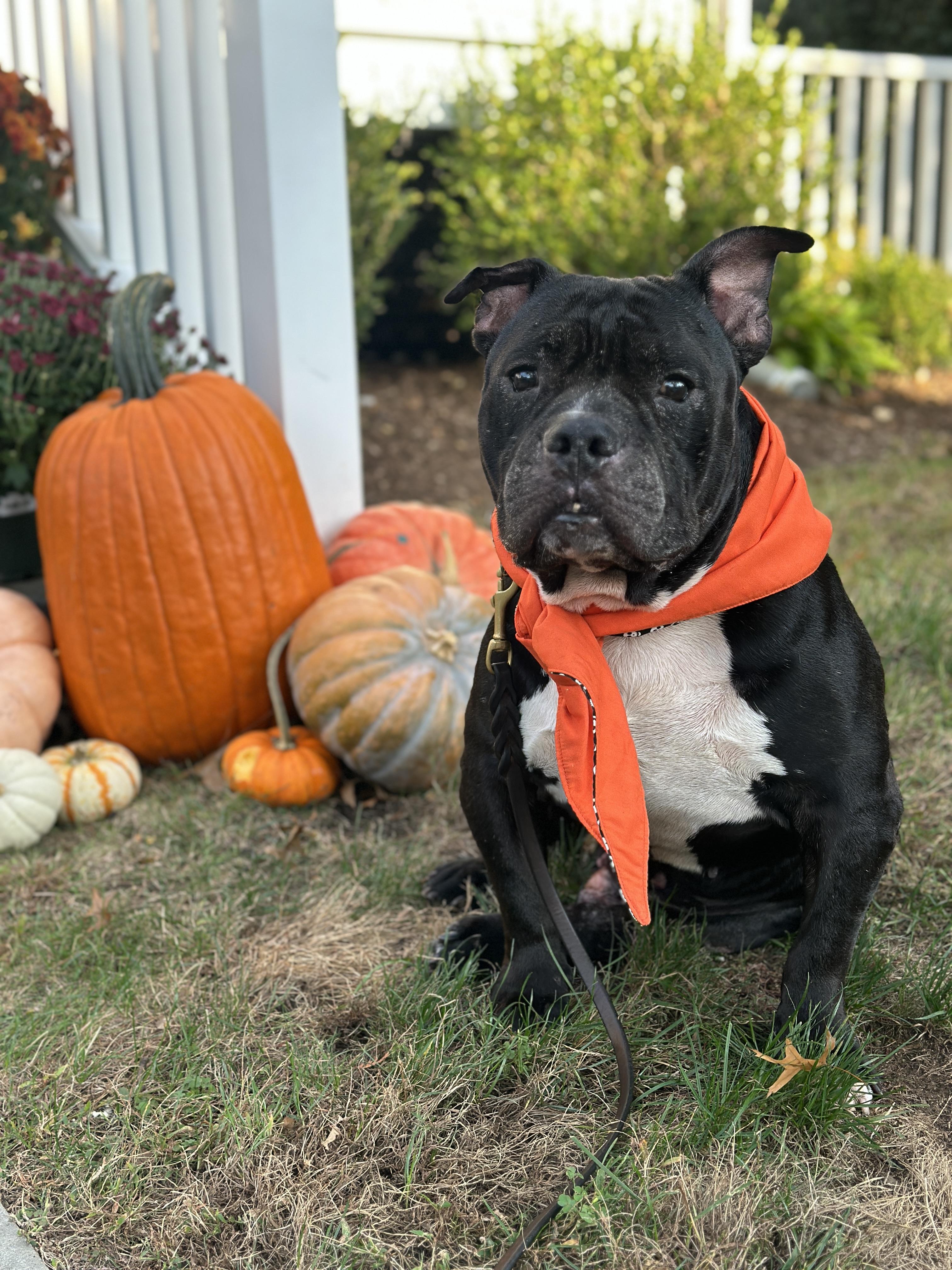 Enlarge Hank, a Adoptable mixed breed in Stamford, CT image 3/4