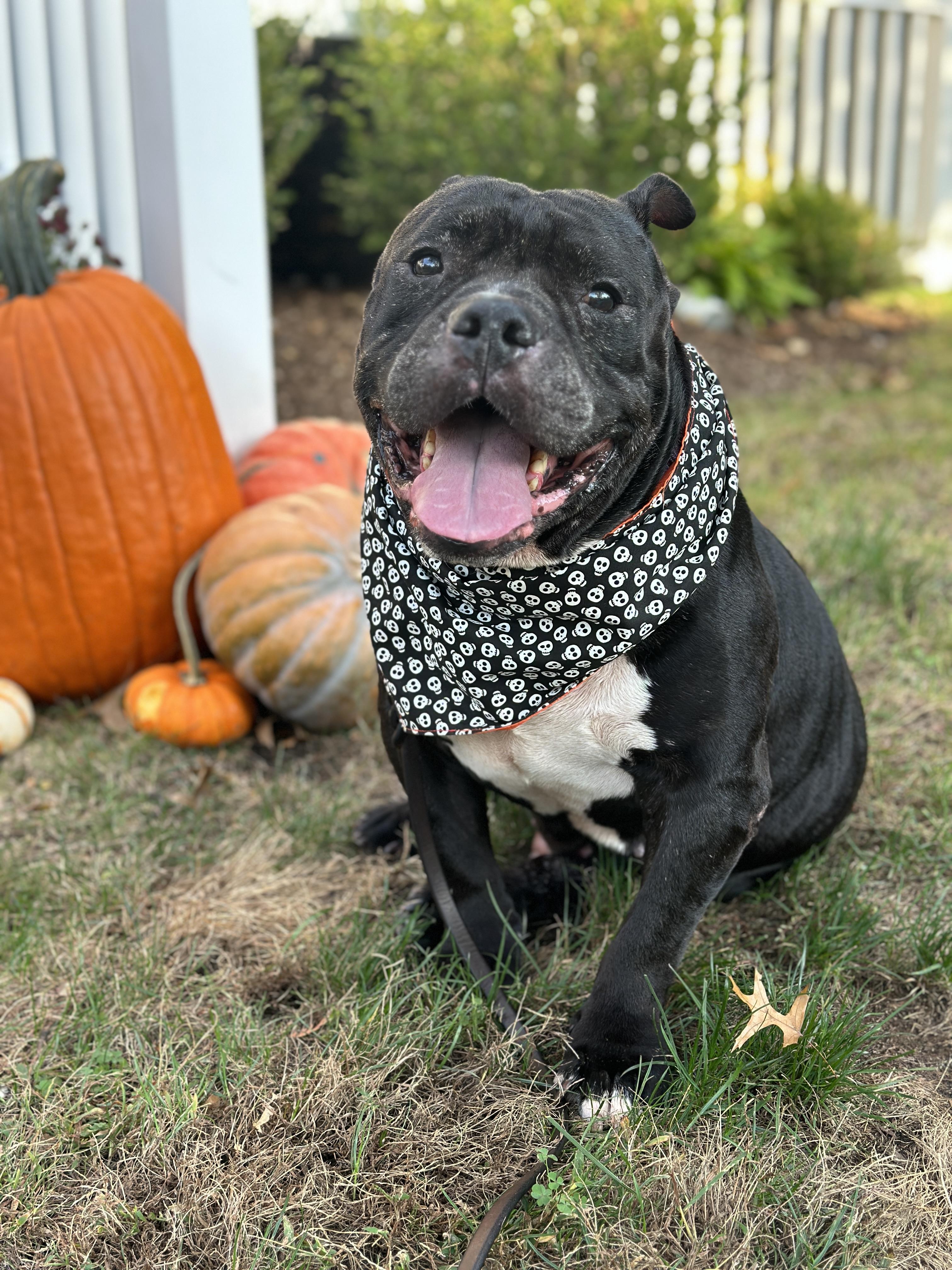 Enlarge Hank, a Adoptable mixed breed in Stamford, CT image 2/4