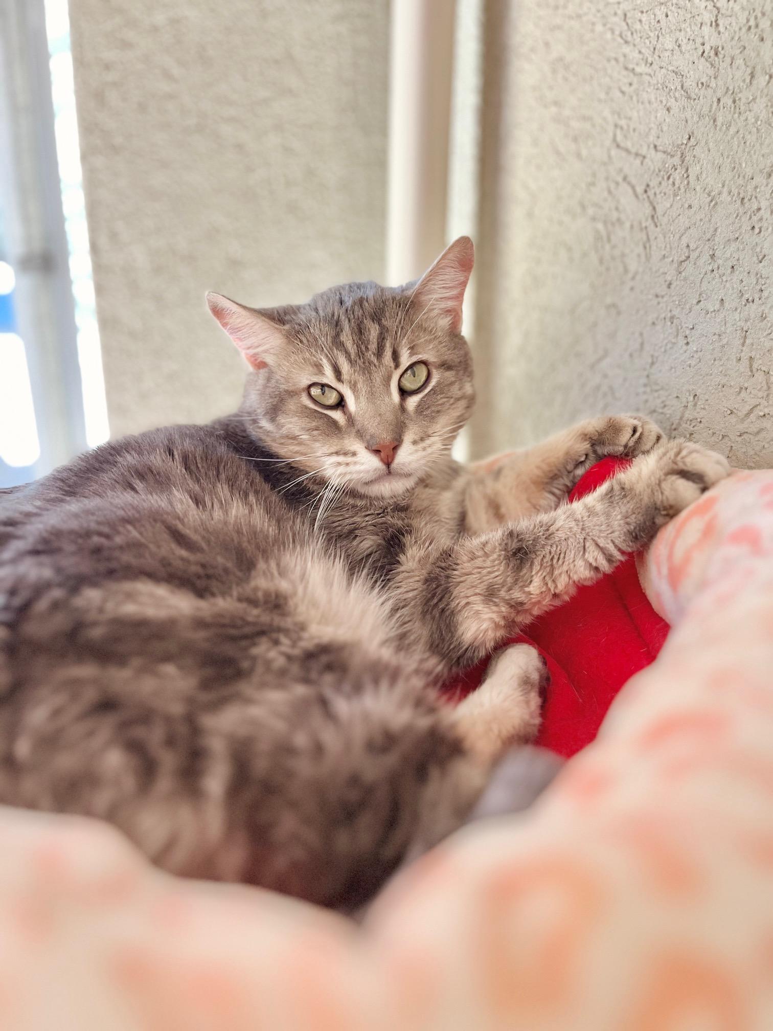 Enlarge Slim Pickens, a ADOPTABLE Domestic Short Hair in Boise, ID image 3/3