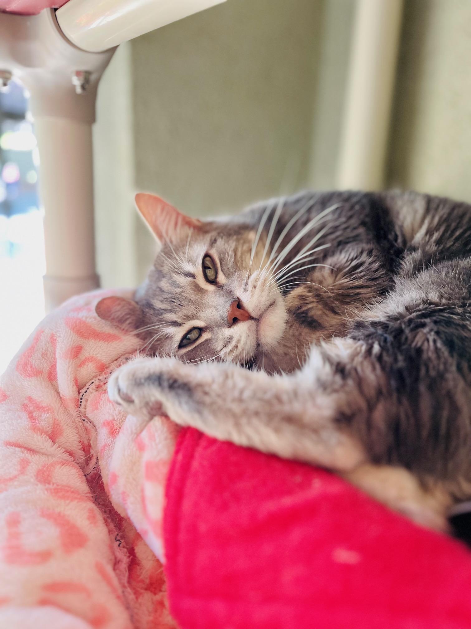 Slim Pickens, ADOPTABLE, Adult Male Domestic Short Hair.