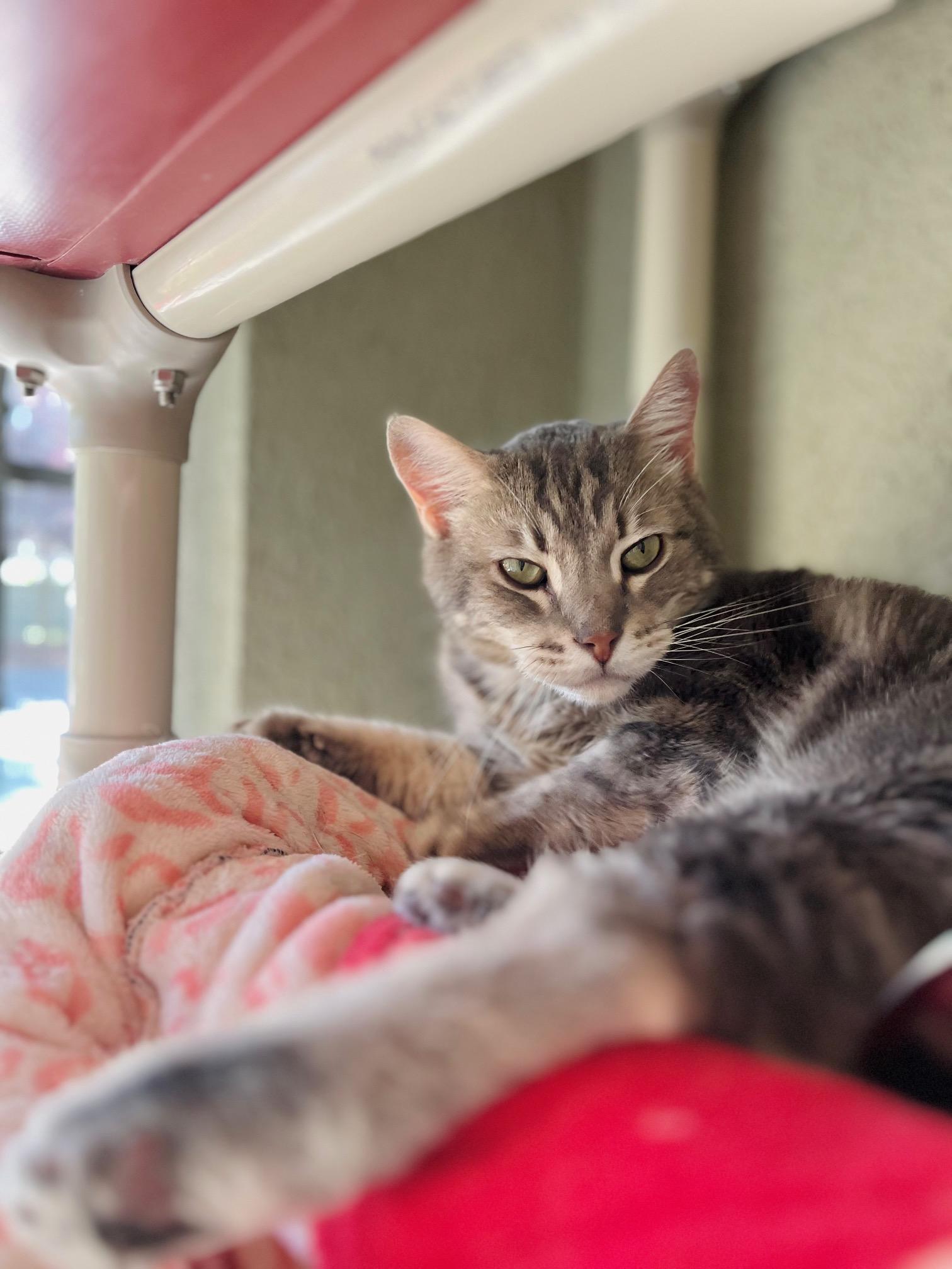 Enlarge Slim Pickens, a ADOPTABLE Domestic Short Hair in Boise, ID image 2/3
