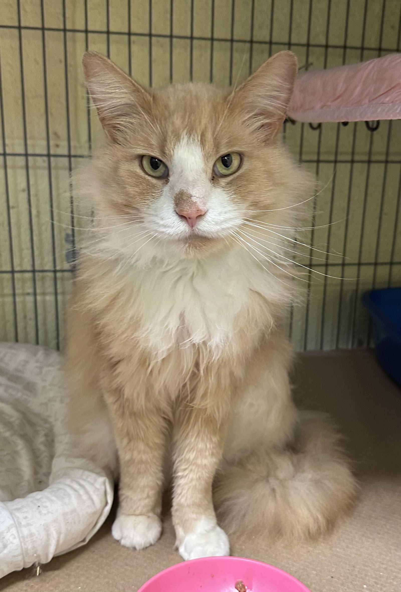 Fluffy Stuff thumbnail 2