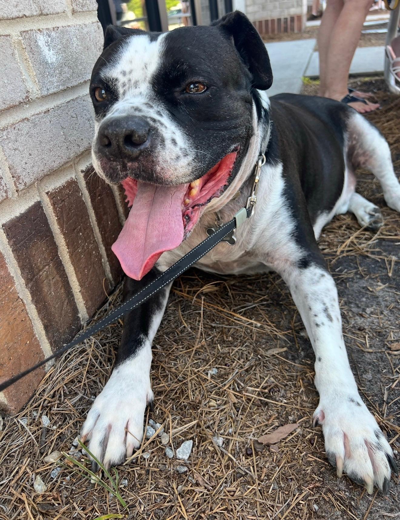 Bowser, Adoptable, Senior Male American Bulldog.