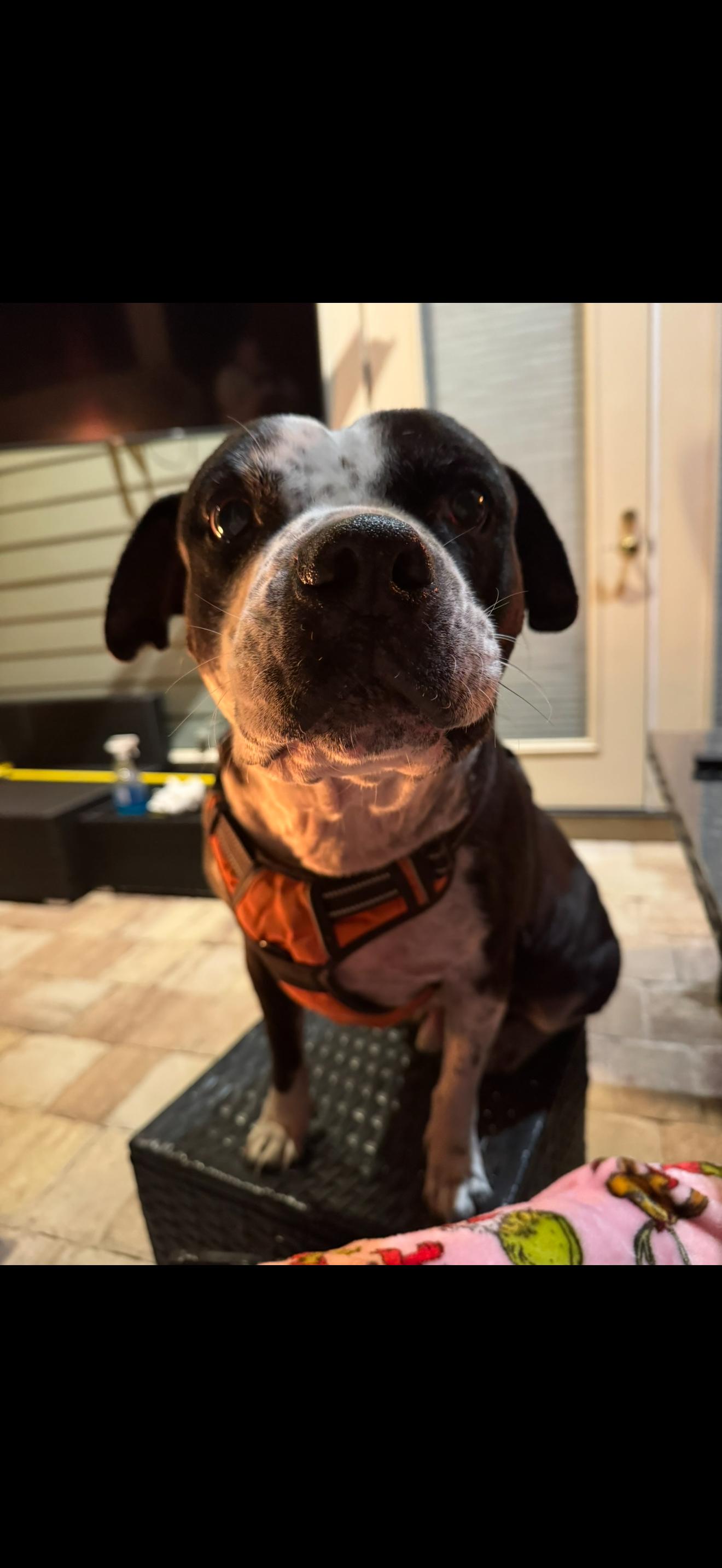 Enlarge Bowser, a Adoptable mixed breed in Hilton Head Island, SC image 2/2