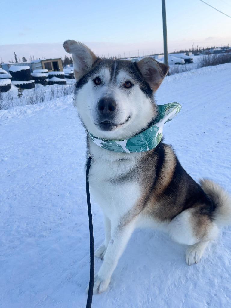Hank, Adoptable, Adult Male Husky.