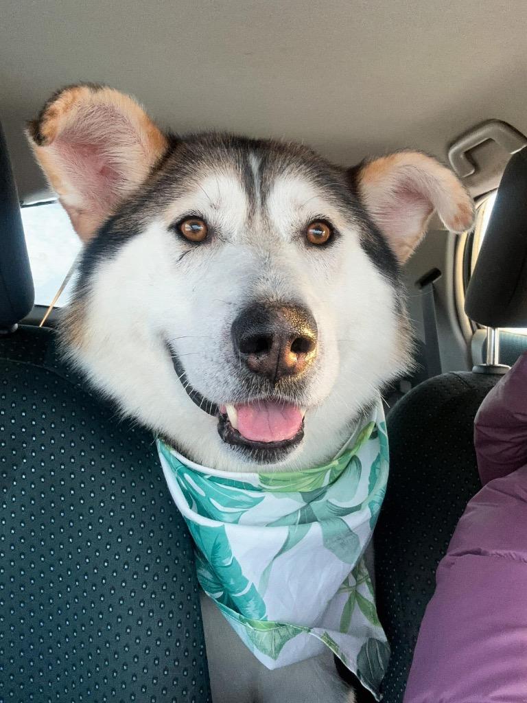 Enlarge Hank, a Adoptable Husky in Yellowknife, NT image 2/6