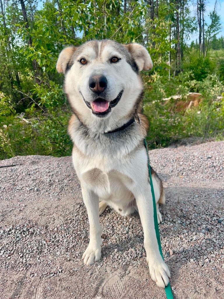 Hank, Adoptable, Adult Male Husky.