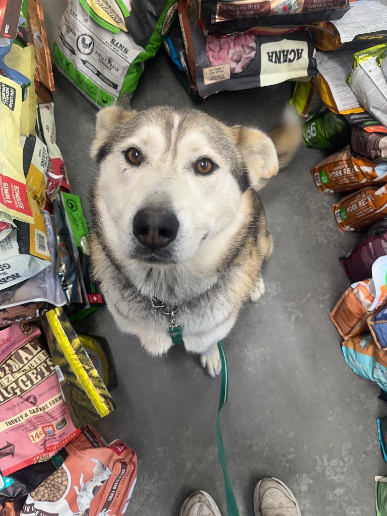 Enlarge Hank, a Adoptable Husky in Yellowknife, NT image 4/6