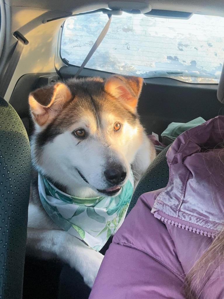 Enlarge Hank, a Adoptable Husky in Yellowknife, NT image 3/6