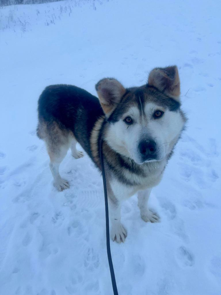 Hank, Adoptable, Adult Male Husky.