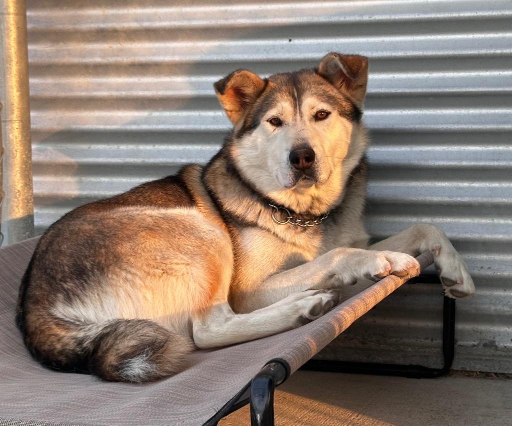 Enlarge Hank, a Adoptable Husky in Yellowknife, NT image 2/6