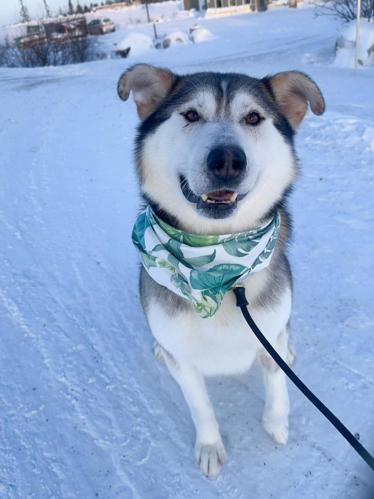Enlarge Hank, a Adoptable Husky in Yellowknife, NT image 4/6