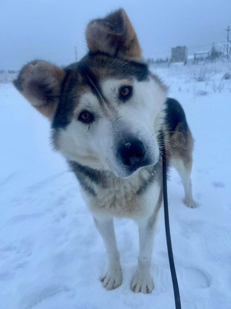 Enlarge Hank, a Adoptable Husky in Yellowknife, NT image 2/2