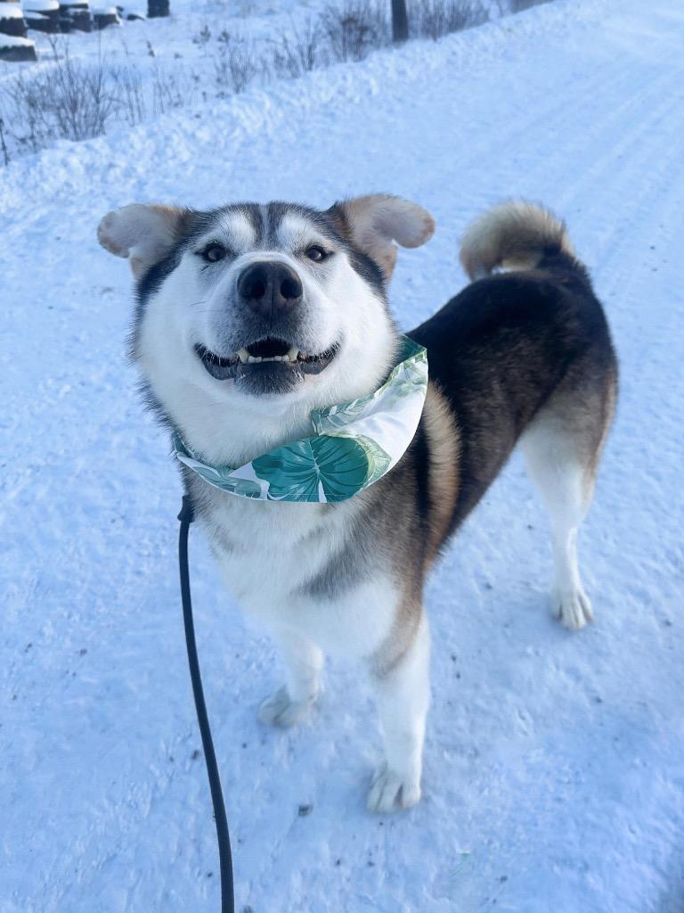 Enlarge Hank, a Adoptable Husky in Yellowknife, NT image 5/6
