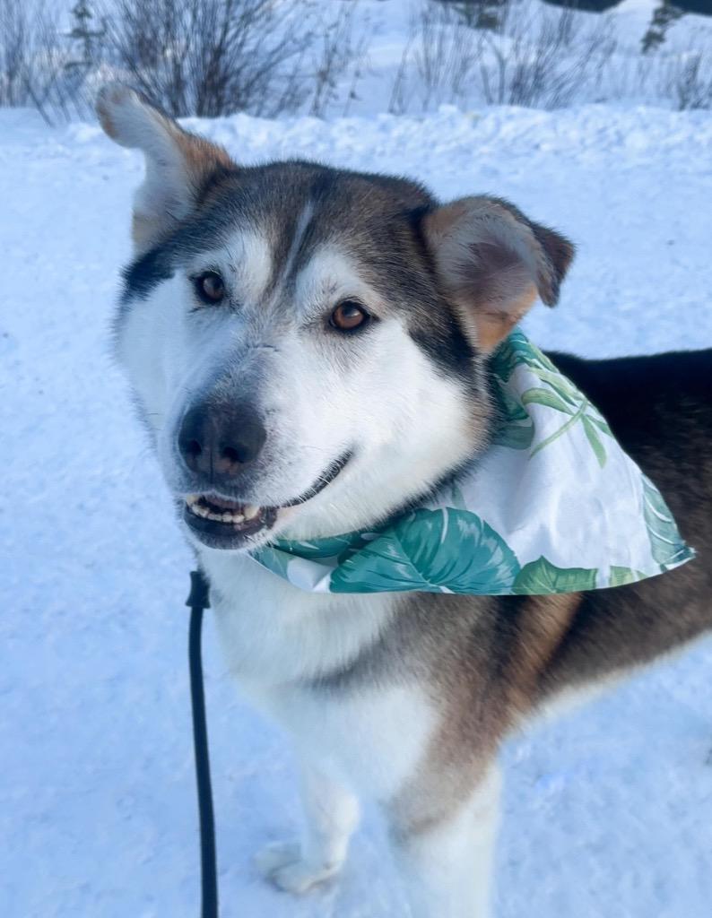 Enlarge Hank, a Adoptable Husky in Yellowknife, NT image 6/6