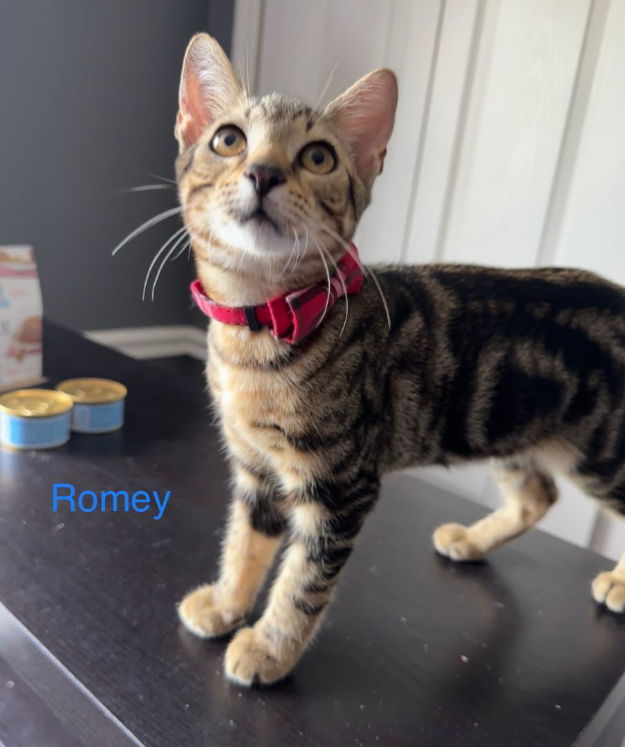 Roman, an adoptable Tabby in Hartford, CT, 06106 | Photo Image 5