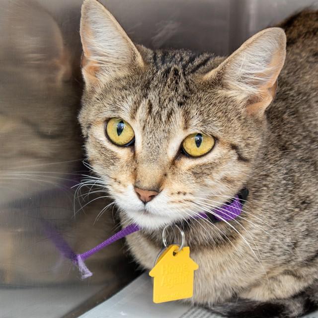 Enlarge DIXIE, a Adoptable Domestic Short Hair in Saint Louis, MO image 1/1